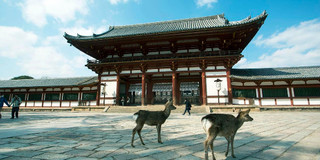 奈良寺庙攻略